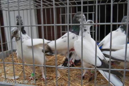 Budapeszty długolatające od hodowcy należącego do klubu