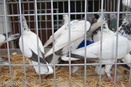 Budapeszty długolatające od hodowcy należącego do klubu