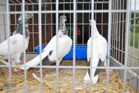 Budapeszty długolatające od hodowcy należącego do klubu