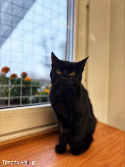 6 miesięczny towarzyski kociak Gizmo szuka domu!