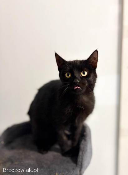 6 miesięczny towarzyski kociak Gizmo szuka domu!