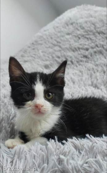 Teddy -  malutki kociaczek szuka domu!