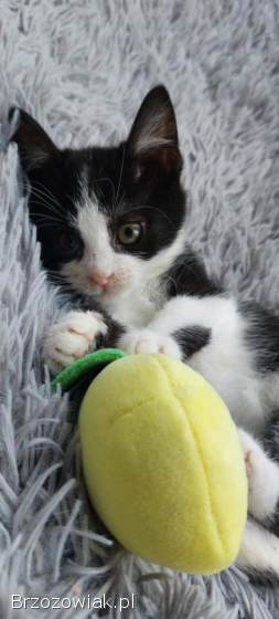 Teddy -  malutki kociaczek szuka domu!