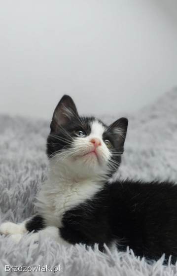 Teddy -  malutki kociaczek szuka domu!