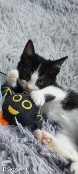 Teddy -  malutki kociaczek szuka domu!