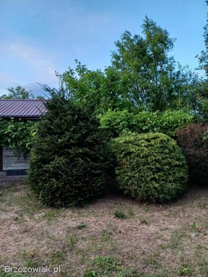 Działka ROD Krosno Palanka