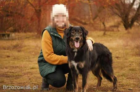 Roki -  domowy,  młody,  przyjazny psiak!