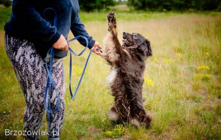 Roki -  domowy,  młody,  przyjazny psiak!