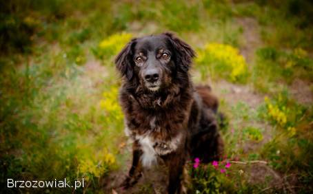 Roki -  domowy,  młody,  przyjazny psiak!