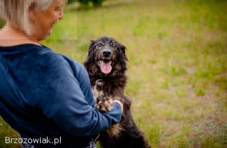 Roki -  domowy,  młody,  przyjazny psiak!