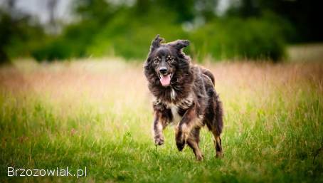 Roki -  domowy,  młody,  przyjazny psiak!