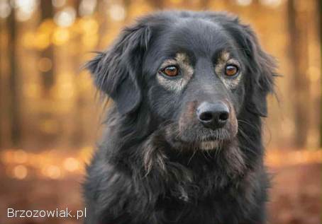 Roki -  domowy,  młody,  przyjazny psiak!