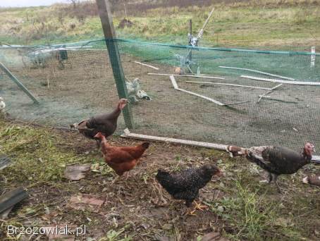 Sprzedam indyki