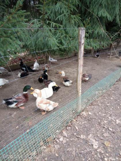 Kaczki staropolskie,  francuskie