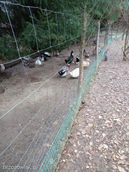 Kaczki staropolskie,  francuskie