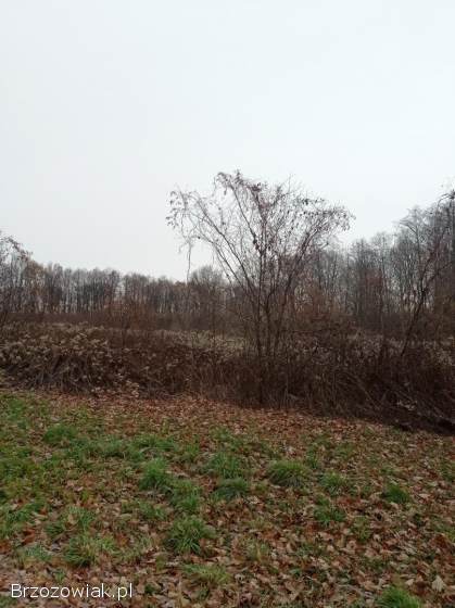 Czyszczenie działek i placów