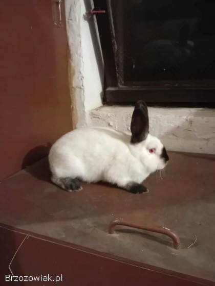 Króliki Kalifornijskie Czarne