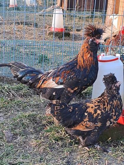 Kury pawłowskie -  para