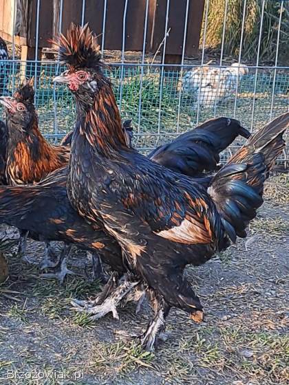 Kury pawłowskie -  para