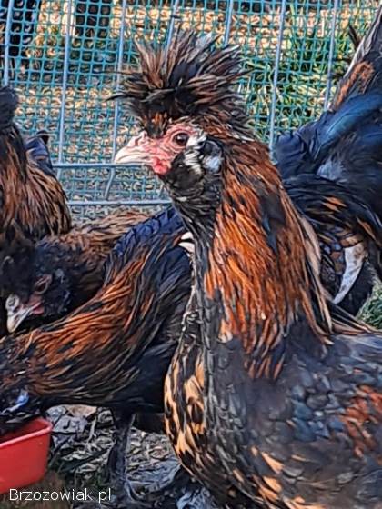 Kury pawłowskie -  para