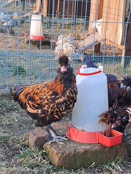 Kury pawłowskie -  para