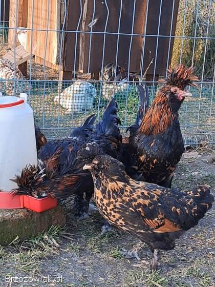 Kury pawłowskie -  para