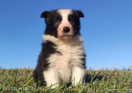 Piękna Rasowa Suczka Border Collie,  szczenię z pełną dok.