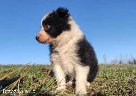 Piękna Rasowa Suczka Border Collie,  szczenię z pełną dok.