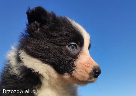 Piękna Rasowa Suczka Border Collie,  szczenię z pełną dok.