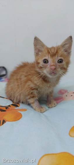 8 tygodniowe KOCIĘ szuka pilnie domu!