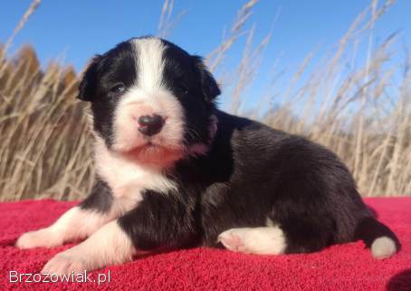 Rasowa suczka BORDER COLLIE z Hodowli -  pełną dok.