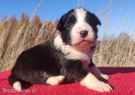 Rasowa suczka BORDER COLLIE z Hodowli -  pełną dok.