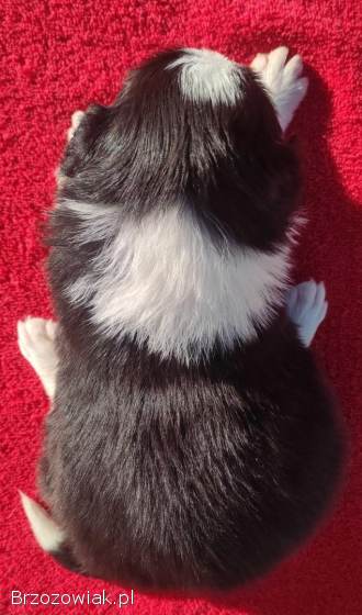 Rasowa suczka BORDER COLLIE z Hodowli -  pełną dok.