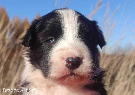 Rasowa suczka BORDER COLLIE z Hodowli -  pełną dok.