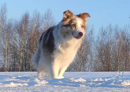 Rasowa suczka BORDER COLLIE z Hodowli -  pełną dok.