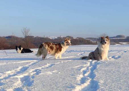 Rasowa suczka BORDER COLLIE z Hodowli -  pełną dok.