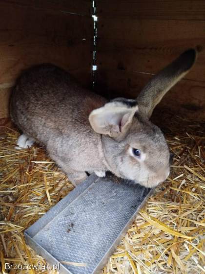 Króliki samice.