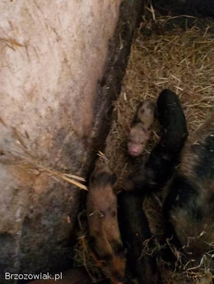 Świnki Wietnamki Wietnamskie