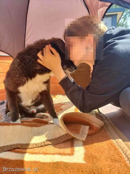 Wania -  cudowny,  ciepły,  kochany psiak!