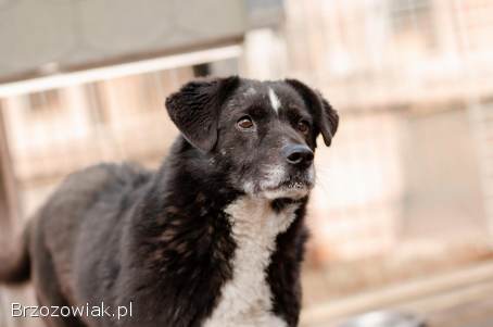 Wania -  cudowny,  ciepły,  kochany psiak!