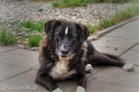 Wania -  cudowny,  ciepły,  kochany psiak!