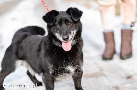 Nieduży Patyk,  wesoły,  pełen energii psiak!