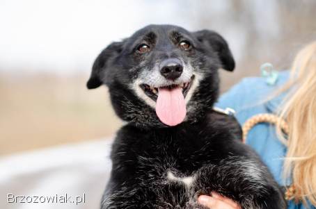 Nieduży Patyk,  wesoły,  pełen energii psiak!