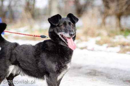 Nieduży Patyk,  wesoły,  pełen energii psiak!