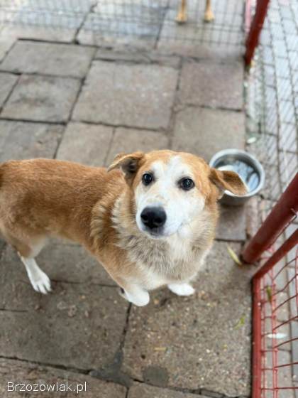 Reks -  cudowny,  domowy,  niewielki psiak!