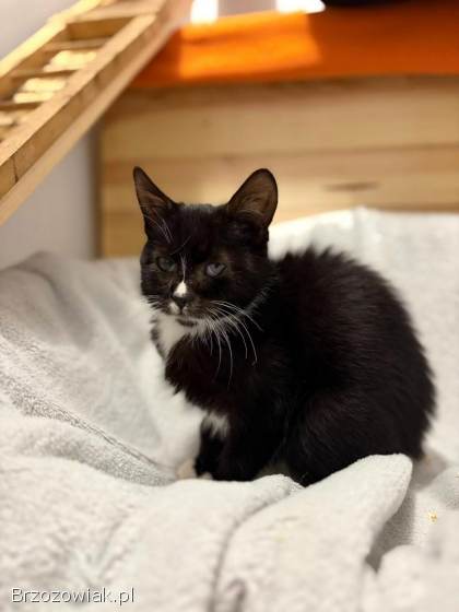 Kalinka -  delikatna,  półroczna koteczka szuka domu!