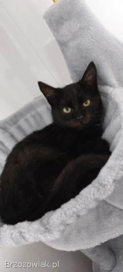 Kusy -  najsmutniejsze kocię w schronisku!