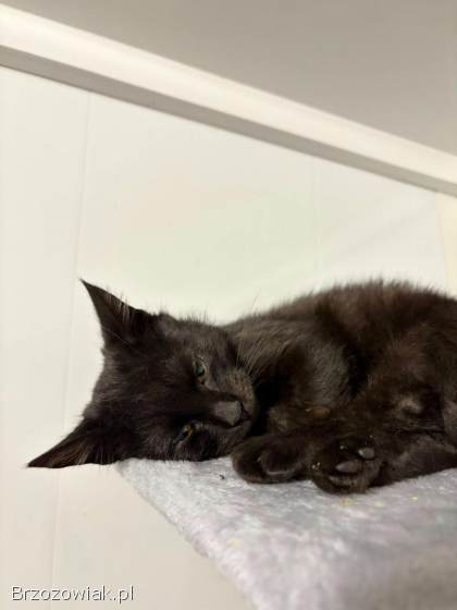 Kusy -  najsmutniejsze kocię w schronisku!