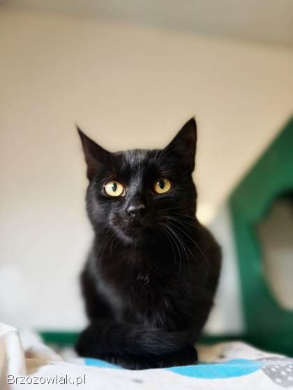 6 miesięczny kociak Gizmo szuka domu