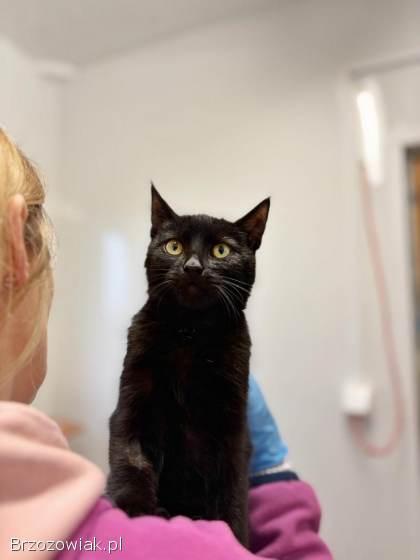 6 miesięczny kociak Gizmo szuka domu